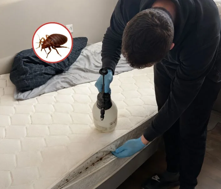 Technicien traitant un matelas contre les punaises de lit à Marolles-sur-Seine